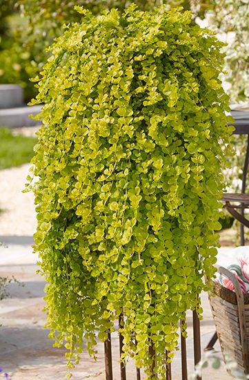 Lysimachia nummularia 'Goldilocks'